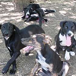 Thumbnail photo of Men in Black pups #4