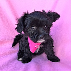 teacup maltipoo rescue