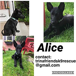 Photo of ALICE/PUP