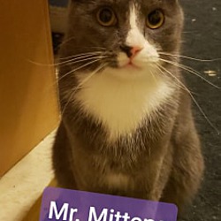 Photo of Mr. Mittens