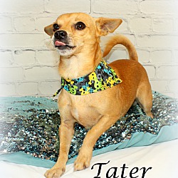 Thumbnail photo of Tater~adopted! #2