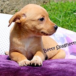 Thumbnail photo of Betty Spaghetty~adopted! #2