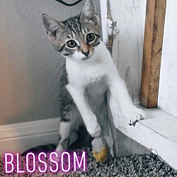 Photo of Blossom