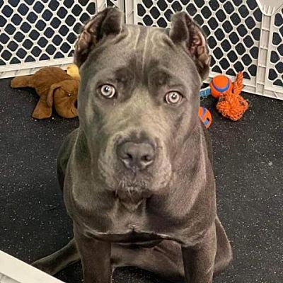 Kansas City, MO - Cane Corso. Meet Tron a Pet for Adoption - AdoptaPet.com