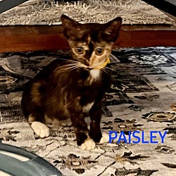 Photo of Paisley (Maui)