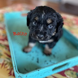 Thumbnail photo of Balto #2