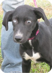 Lewisburg, TN - Flat-Coated Retriever. Meet Christie a Dog for ...