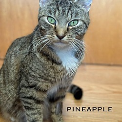 Photo of Pineapple 2