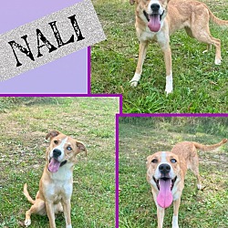 Photo of Nali