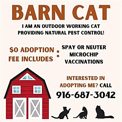 Photo of Barn Cats / Garden Cats