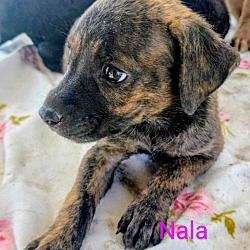 Photo of Nala