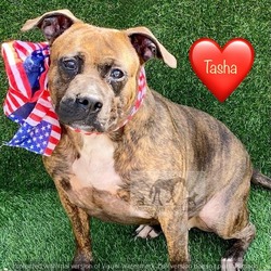 Photo of TASHA