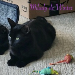 Thumbnail photo of MiLady de Winter #4