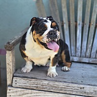 adopt a pet