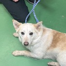Adopt A Pet :: Wilbur - South Haven, MI