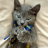 adopt a pet