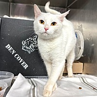 adopt a pet