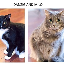 Thumbnail photo of Danzig & Milo #1