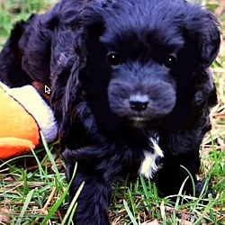 Thumbnail photo of LULU(OUR "BICH-POO" PUPPY! #4