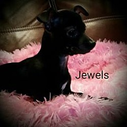 Thumbnail photo of Jewels #1