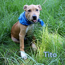 Thumbnail photo of Tito #1