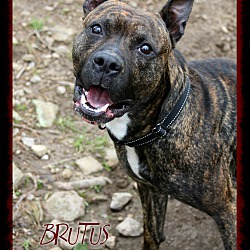 Thumbnail photo of Brutus #2