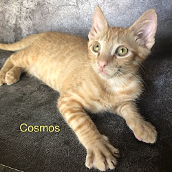 Thumbnail photo of Cosmos #3