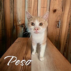 Thumbnail photo of Peso #3