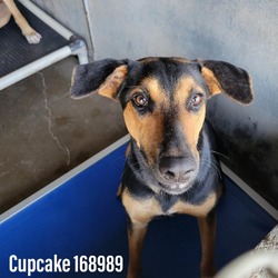 Thumbnail photo of Cupcake #4