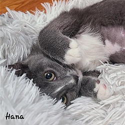 Thumbnail photo of Hana #2