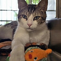 adopt a pet