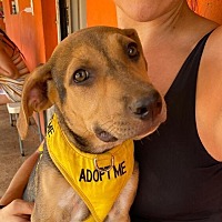 adopt a pet