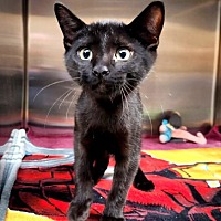 adopt a pet