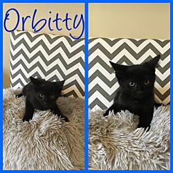 Thumbnail photo of Orbitty #2