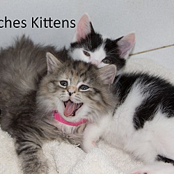 Thumbnail photo of Patches Kittens #1