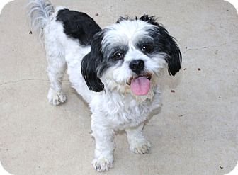 lhasa apso shih tzu mix black and white