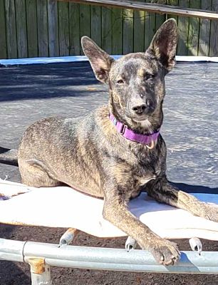 Ocean Springs, MS - German Shepherd Dog/Husky. Meet Brooklyn a Pet for ...