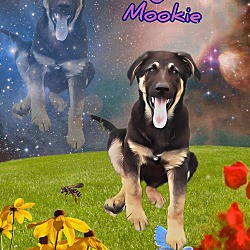 Thumbnail photo of Mookie #3
