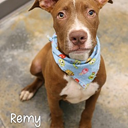 Thumbnail photo of Remy #2
