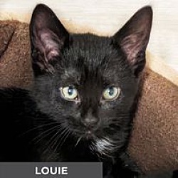 Thumbnail photo of Louie #2