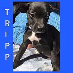 Photo of Tripp