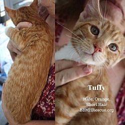 Thumbnail photo of Tuffy #2