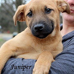 Thumbnail photo of Juniper ~ adopted! #3