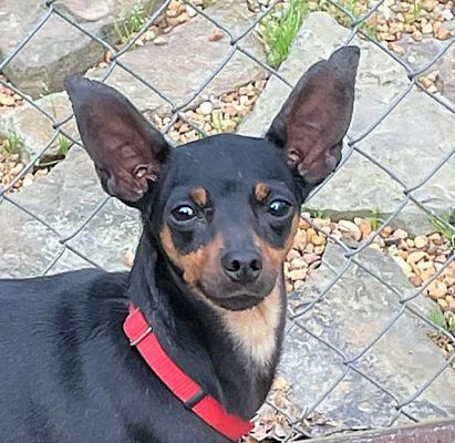 Westport, Ct - Miniature Pinscher. Meet Ms. Minnie Penny A Pet For 