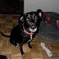 Photo of Pepper