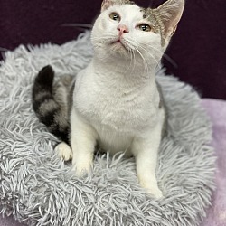 Thumbnail photo of Hobson #3