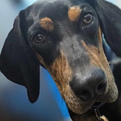 Photo of Sarah the Coonhound