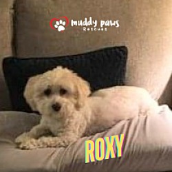 Thumbnail photo of Roxy #1