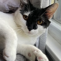 adopt a pet