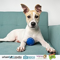 adopt a pet